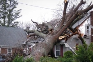 property damage due to tree fallen during hurricane
