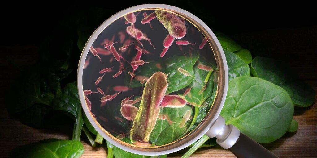 contaminated food concept and tainted meal poisoning symbol resulting in illness due to dangerous toxic bacteria